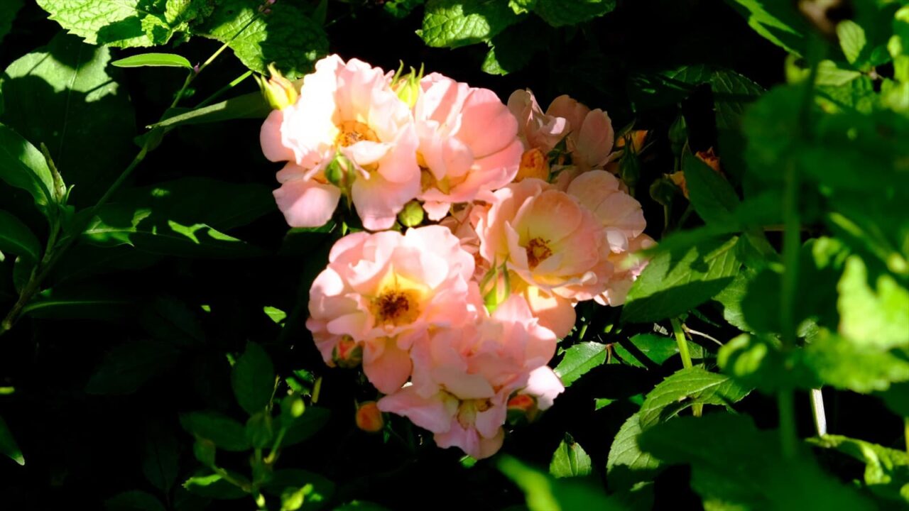 日射しの中の透明感ピンクのドリフトローズ20180629