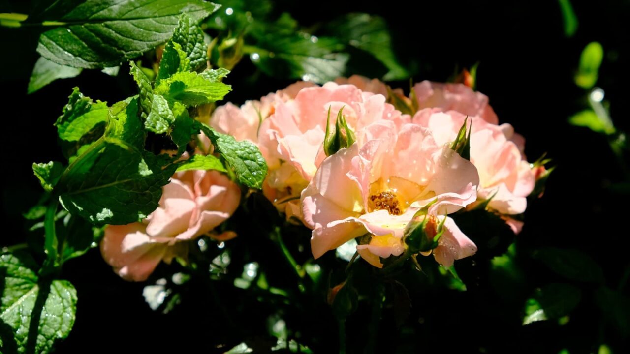 ピンクのドリフトローズ緑の苑の中20180629-2