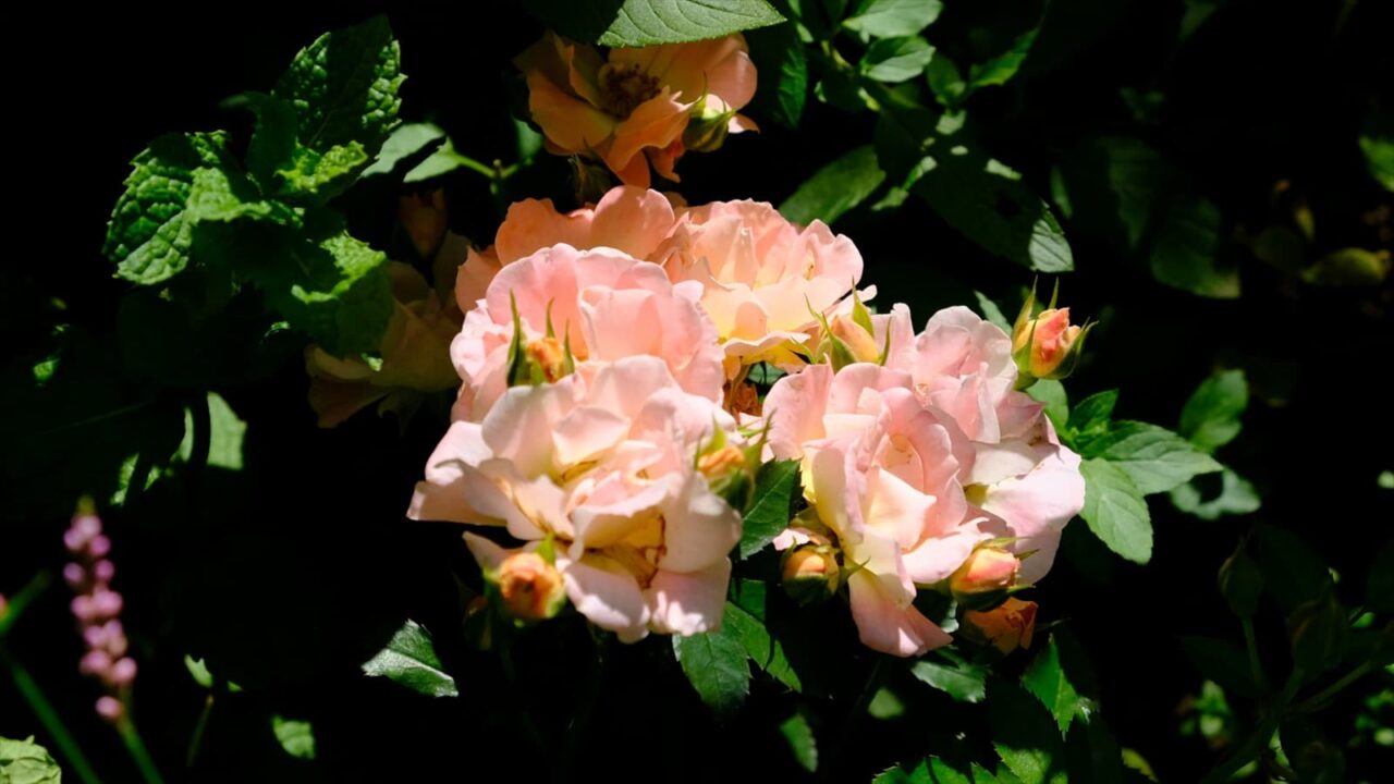 ピンクのドリフトローズ緑の苑の中20180630