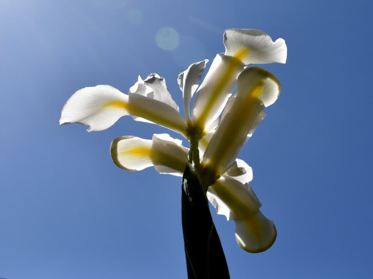 ダッチアイリスの花（拡大）202104-15