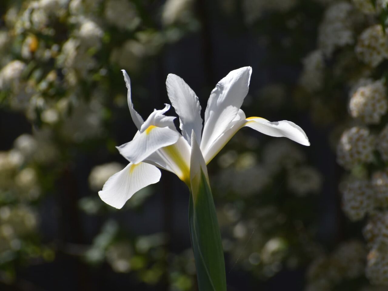 ダッチアイリスの花（拡大）202104-2