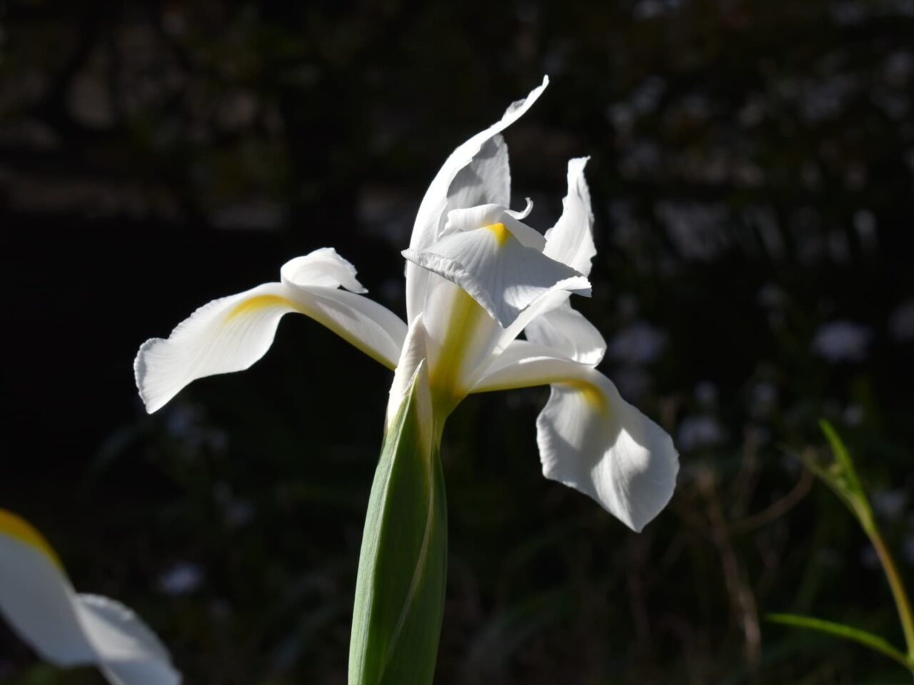 ダッチアイリスの花（拡大）202104-7