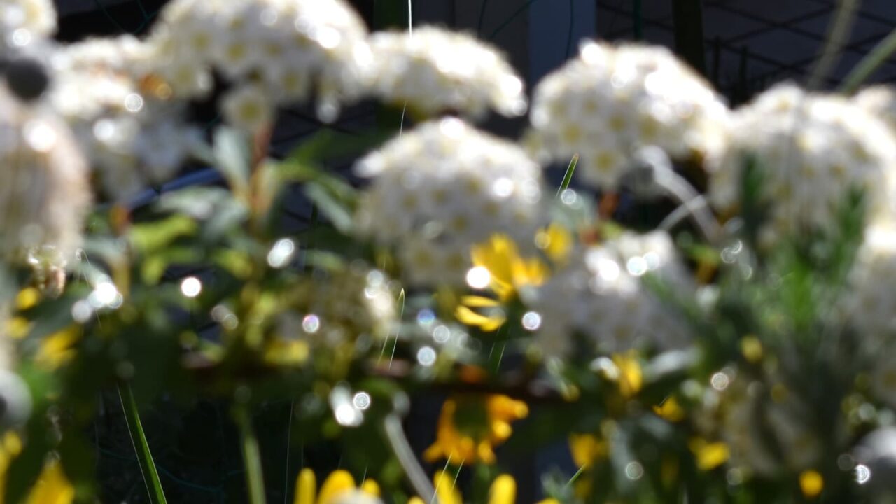 ダッチアイリス撮影時のオーブ20140415