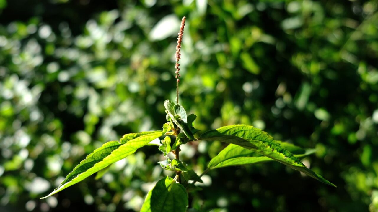 榎草20180819(透過光で美しい)