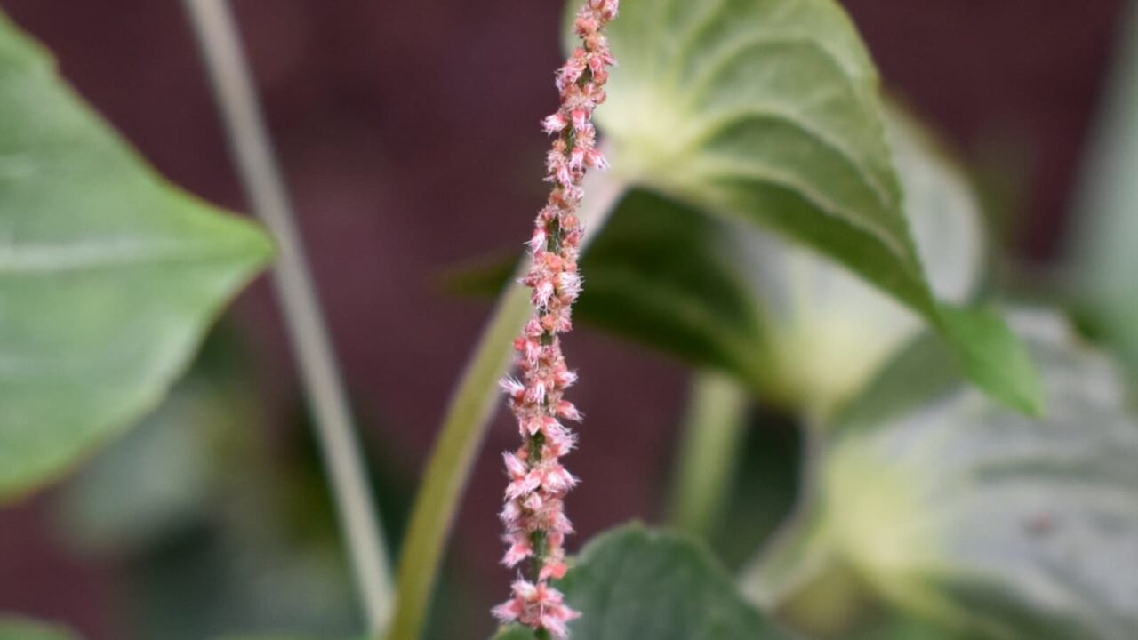 榎草20180831-2(赤い雄花拡大)
