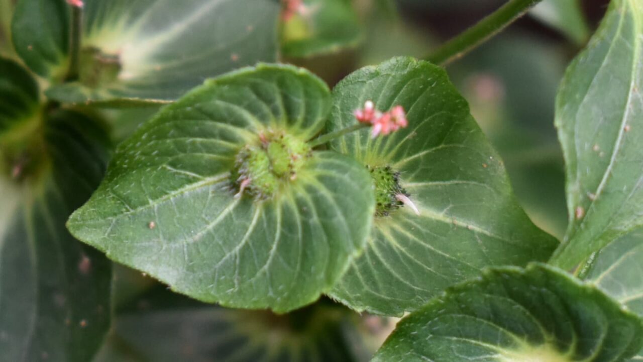 榎草20180831-3(編み笠葉拡大)