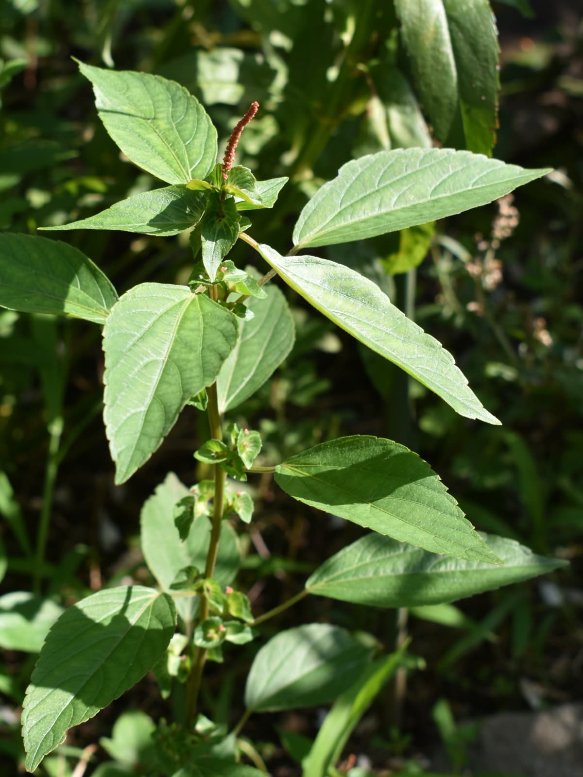 榎草20200719(各葉腋に着く編み笠葉)