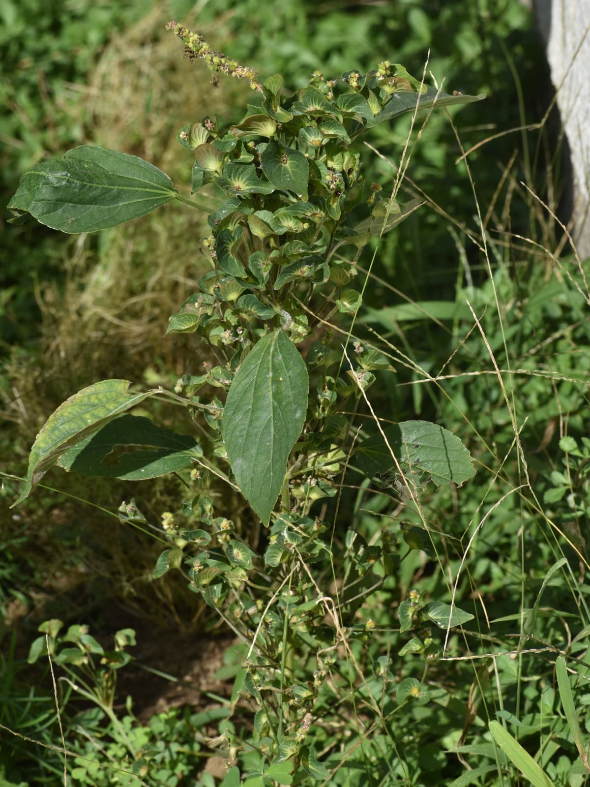 榎草20201020-1(全草に雌花密生)