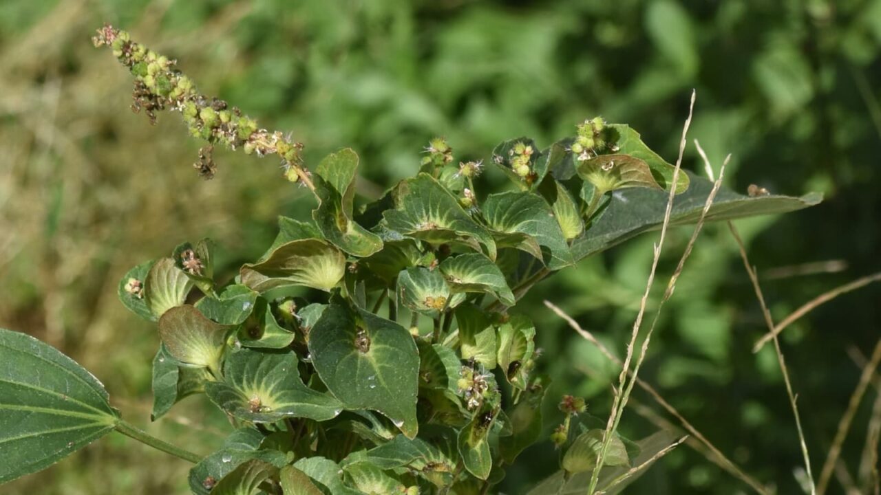榎草20201020-2(雄花を取り囲むように天辺の雌花密生)