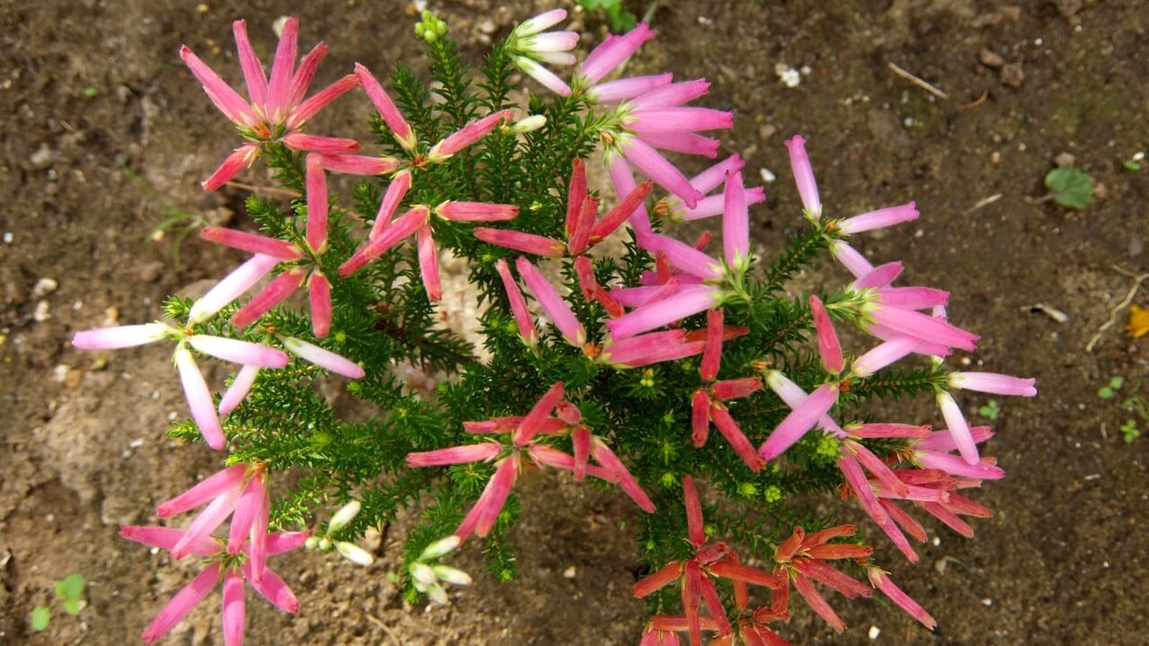 エリカの苗初植え20151029