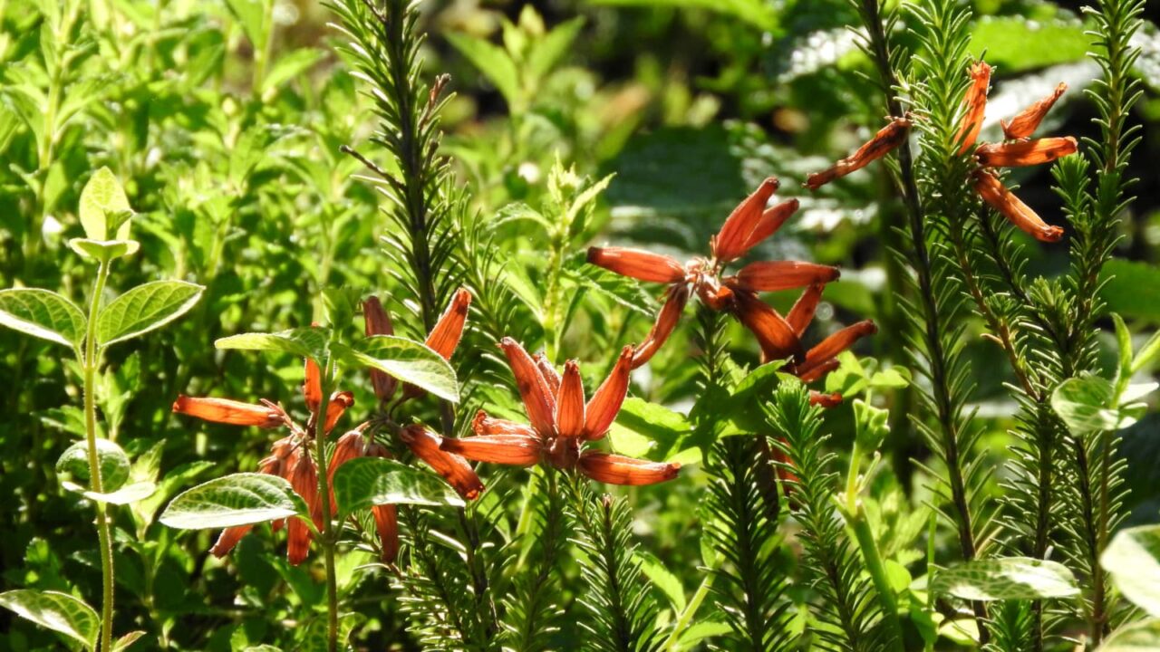 終盤のエリカのオレンジの花201705-14