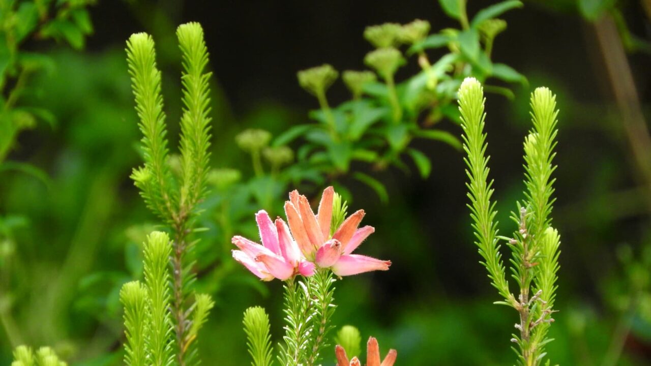 初々しいエリカのピンクの花201705-4