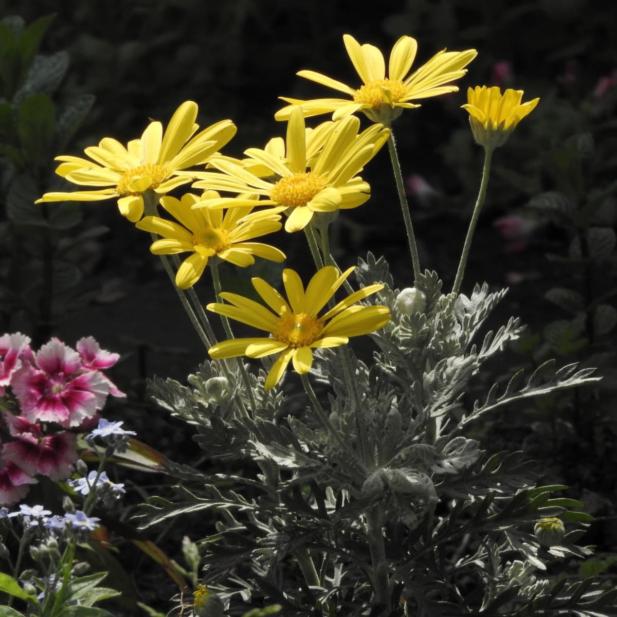 ユリオプスデージーの黄色の花20190402