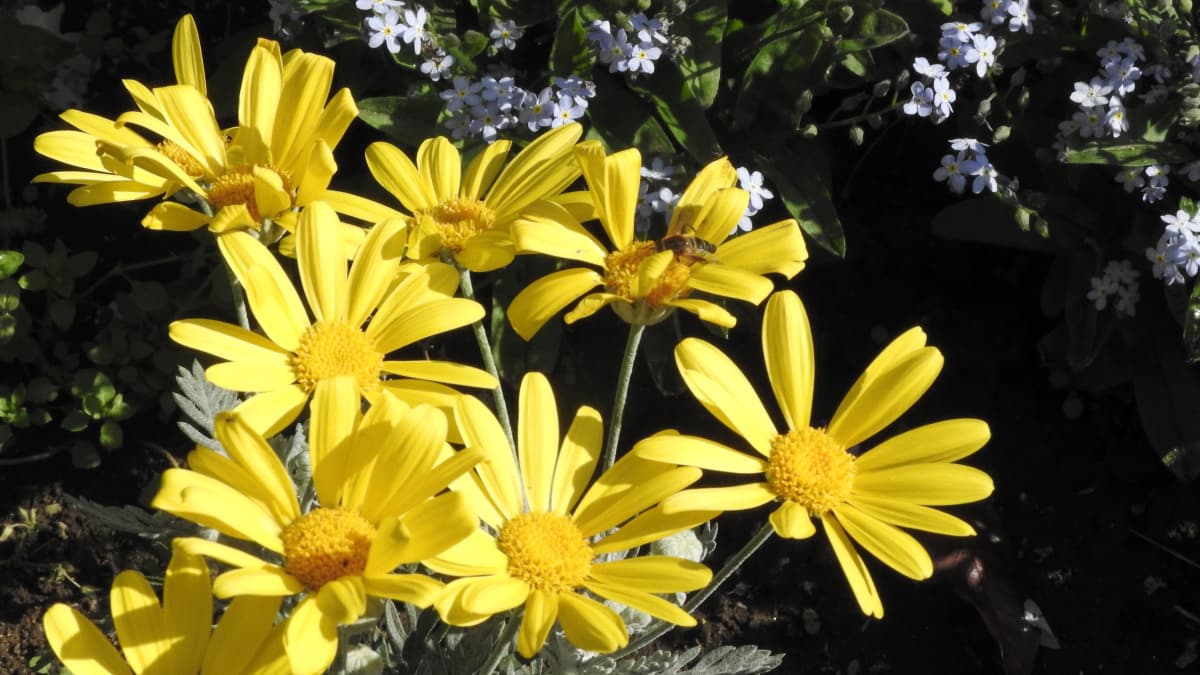 ユリオプスデージーの黄色の花20190407