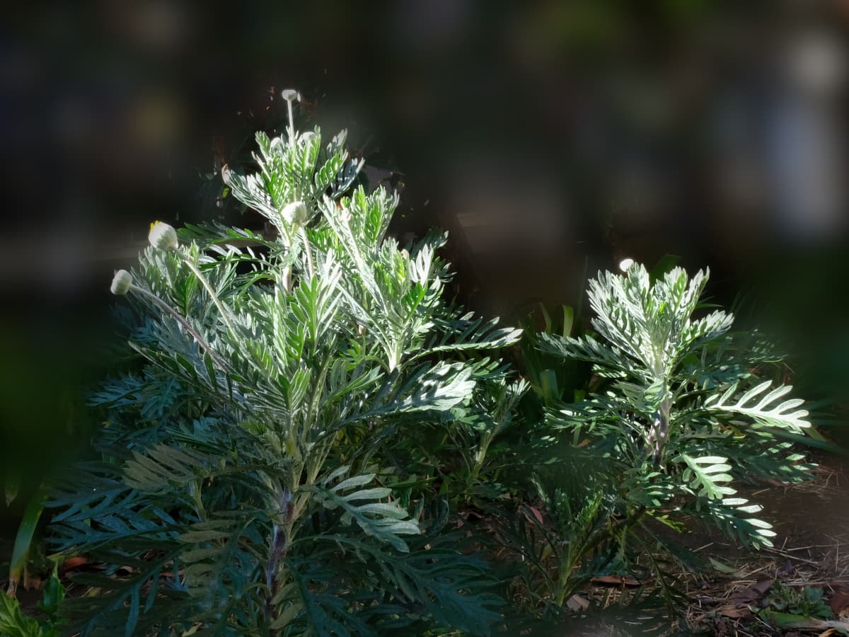 ユリオプスデージー20190308-1