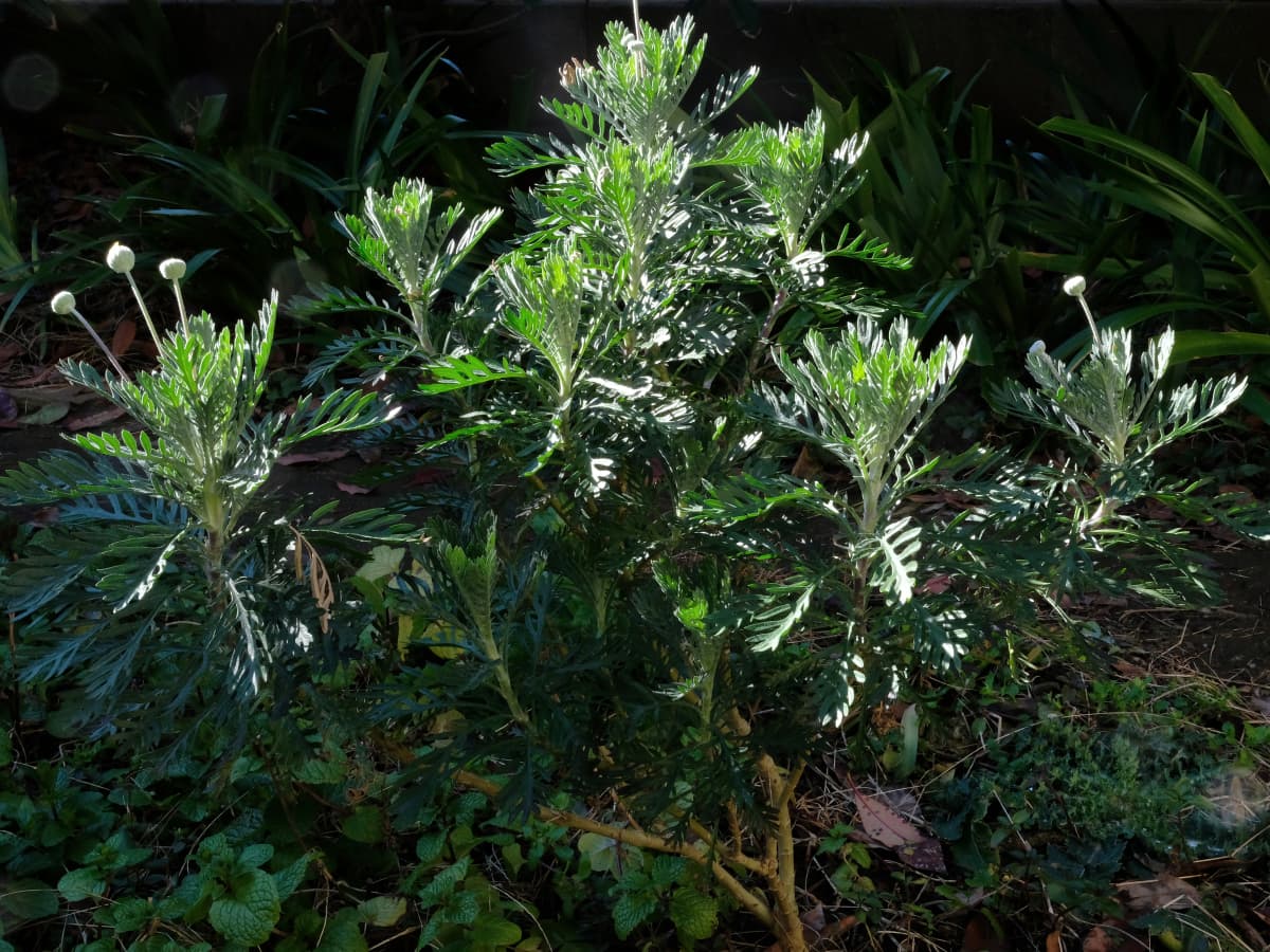 木質化したユリオプスデージー（上から）20190308