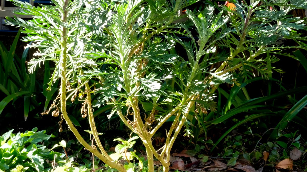 木質化したユリオプスデージー20190313