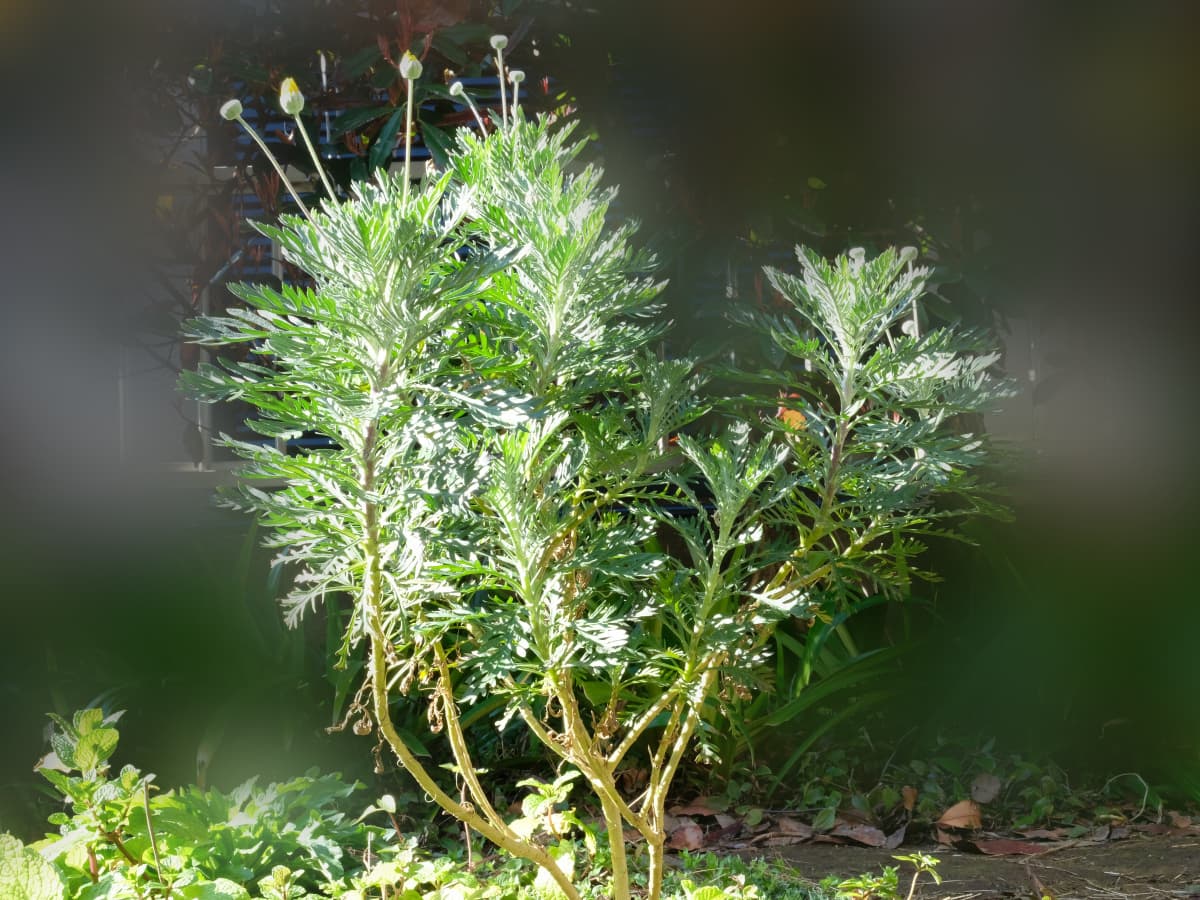 木質化したユリオプスデージー全体像20190313