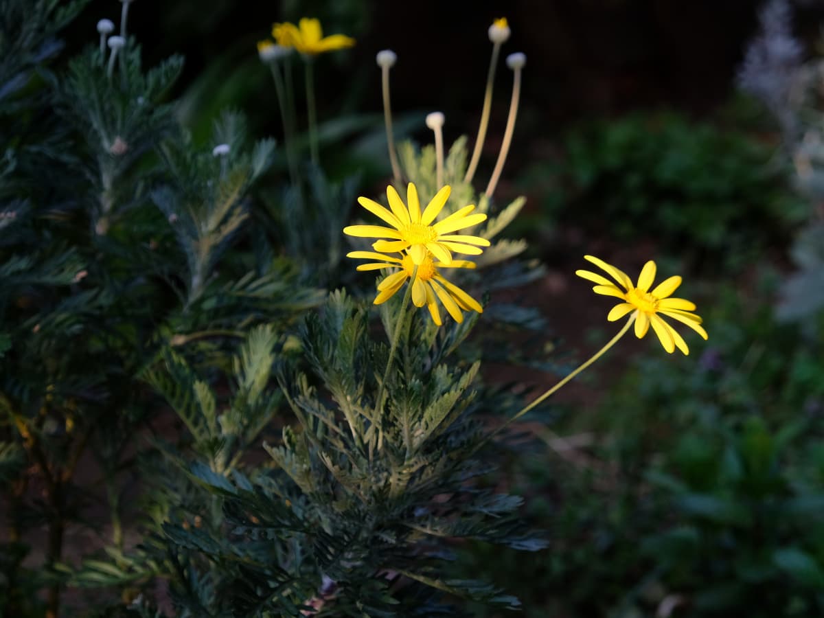 ユリオプスデージーの黄色の花20190401-1