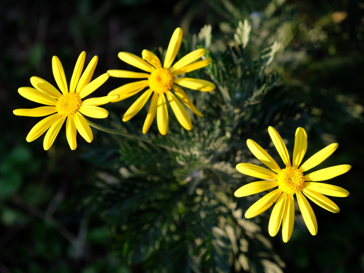 ユリオプスデージーの黄色の花20190401-2