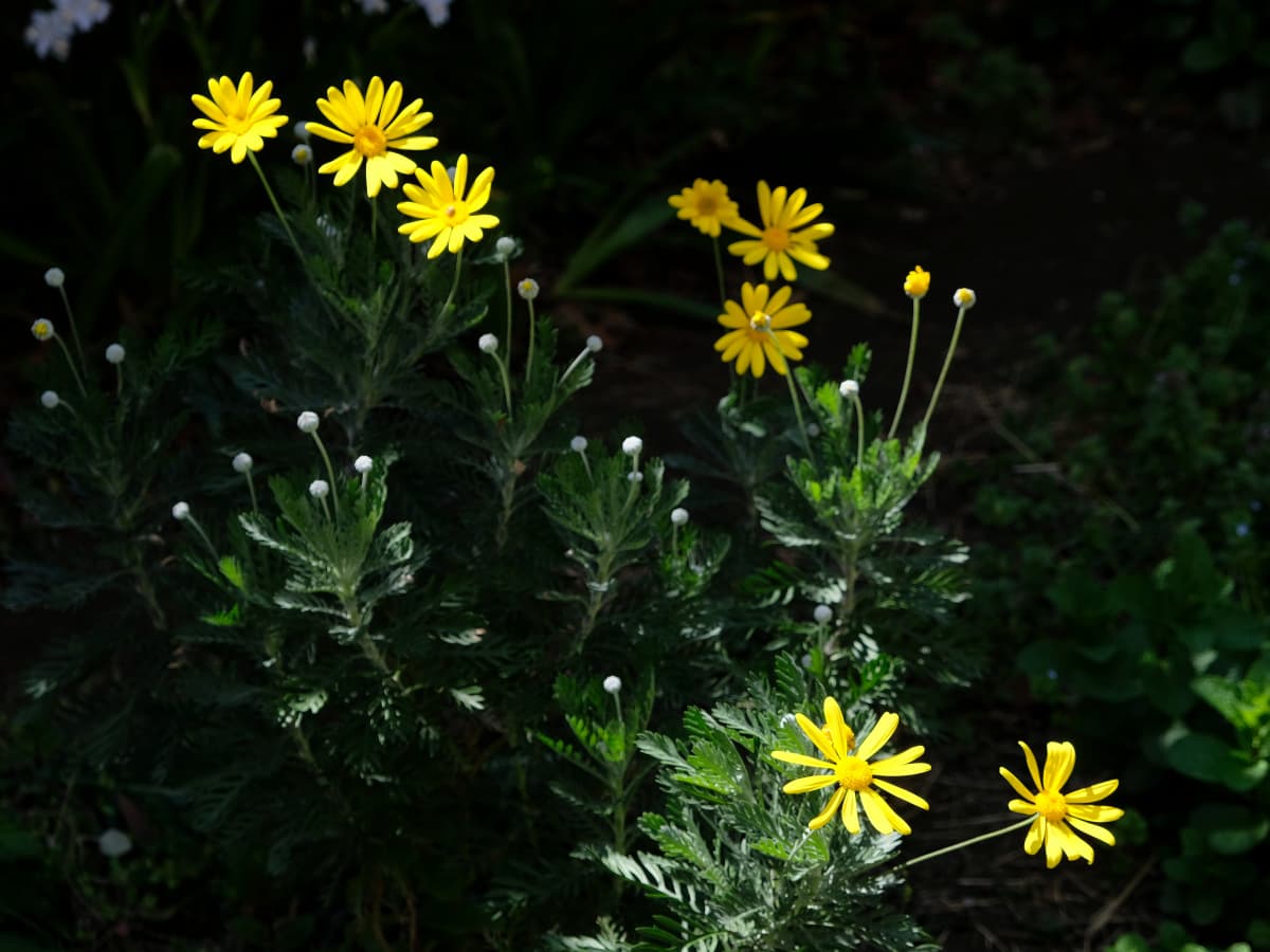 ユリオプスデージーの黄色の花20190409