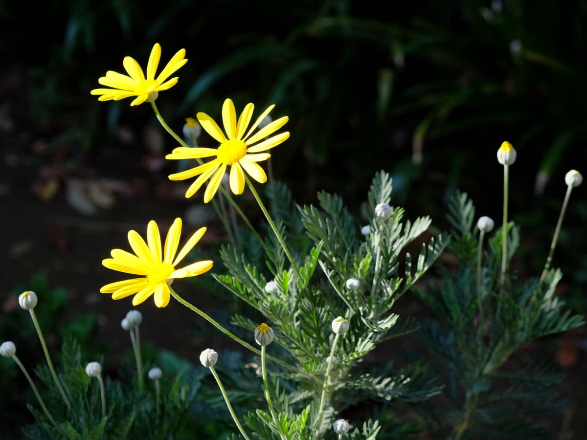 ユリオプスデージーの黄色の花20190413-1