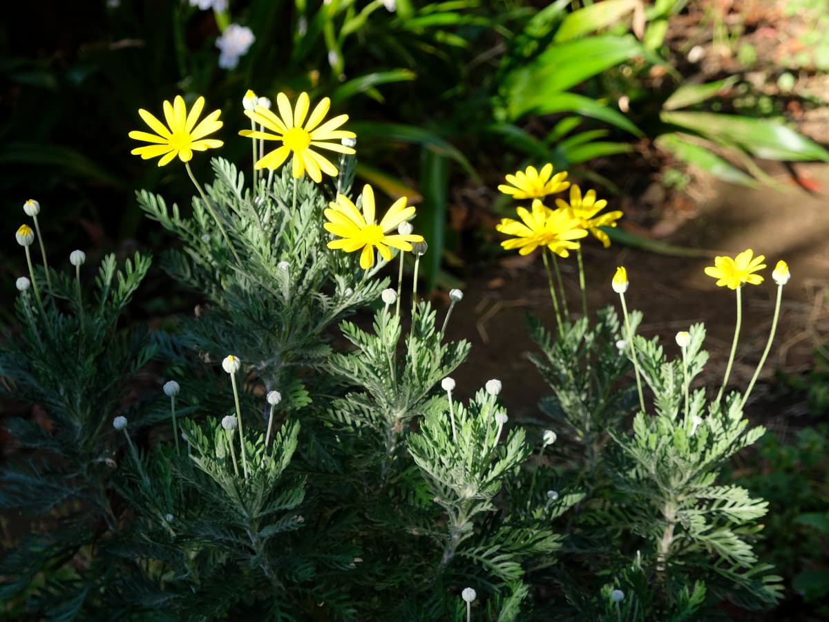 ユリオプスデージーの黄色の花20190413-2