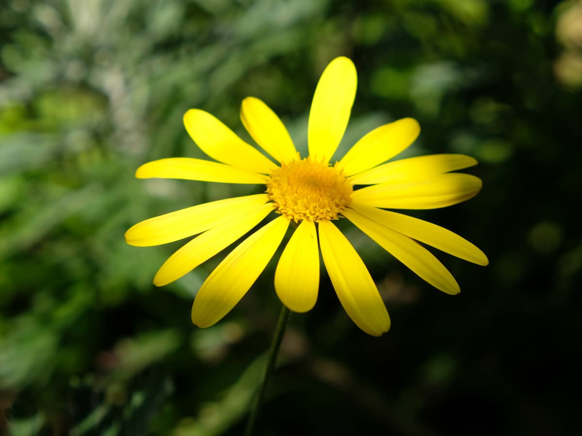 ユリオプスデージーの黄色の花一輪拡大20190413