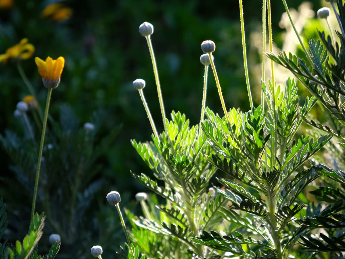 ユリオプスデージーの蕾20190416