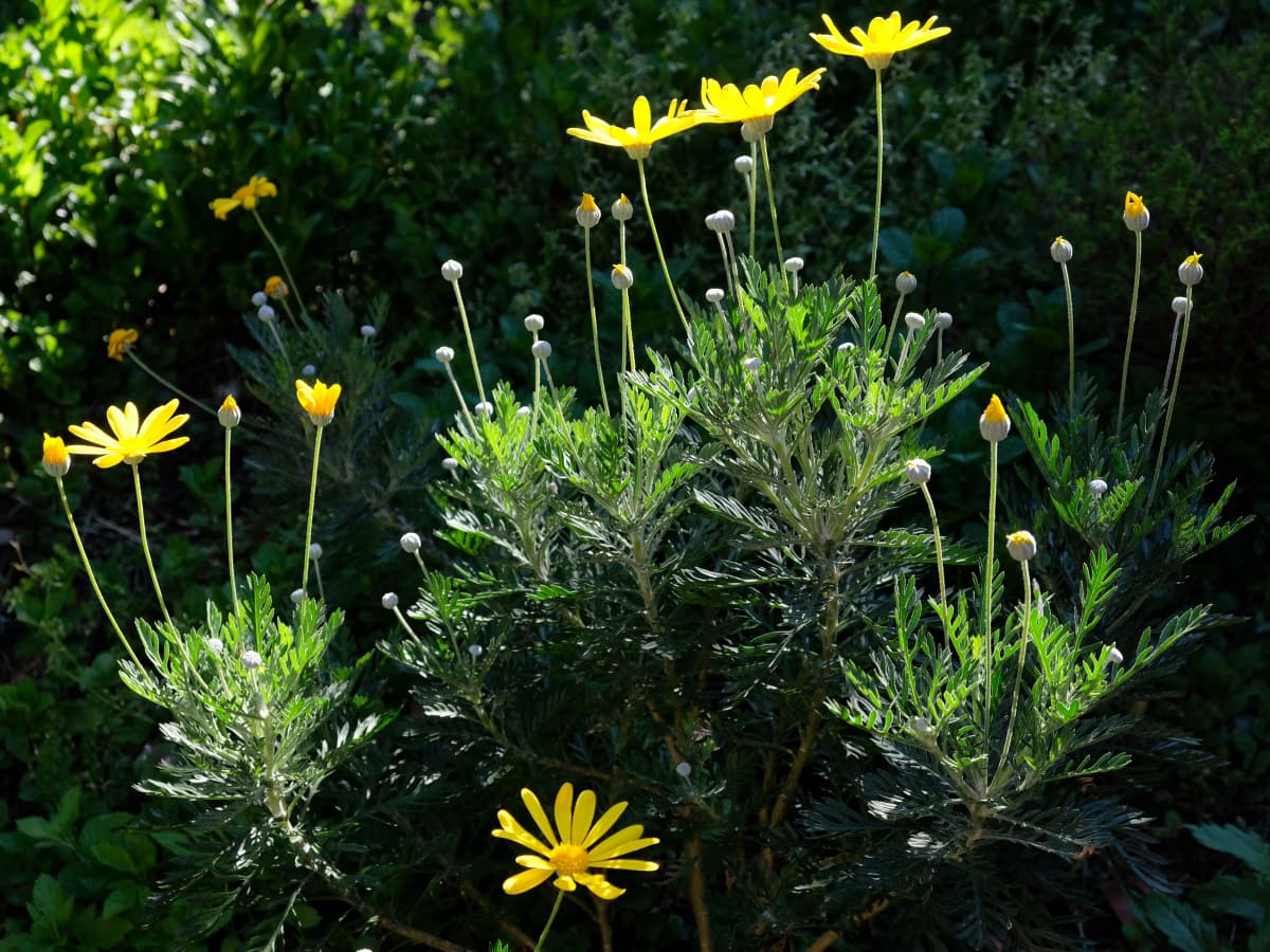 ユリオプスデージーの黄色の花20190419-2