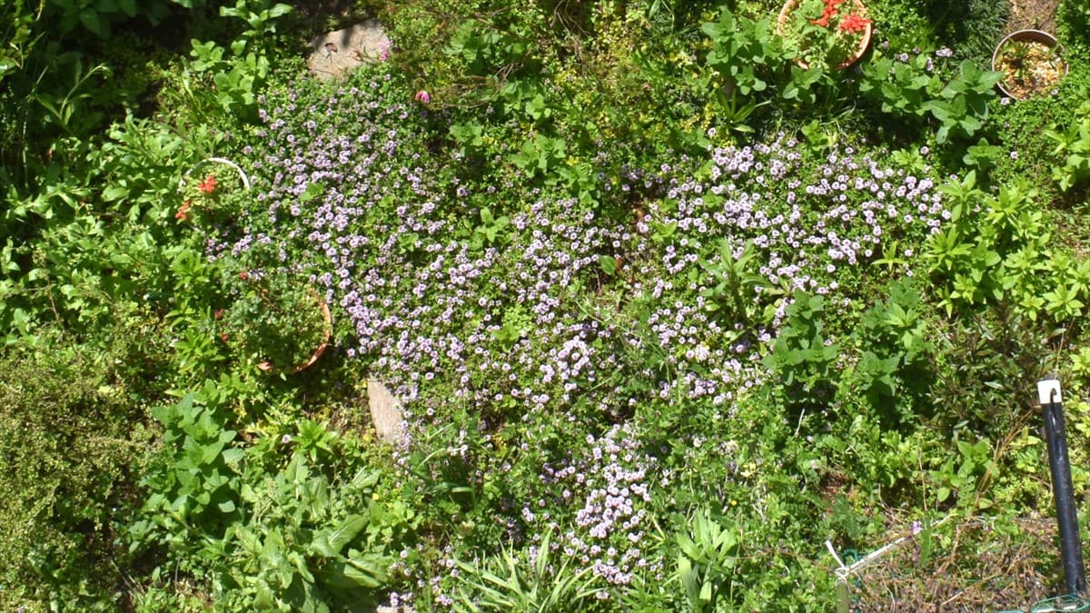 タイム繁茂の庭20220422