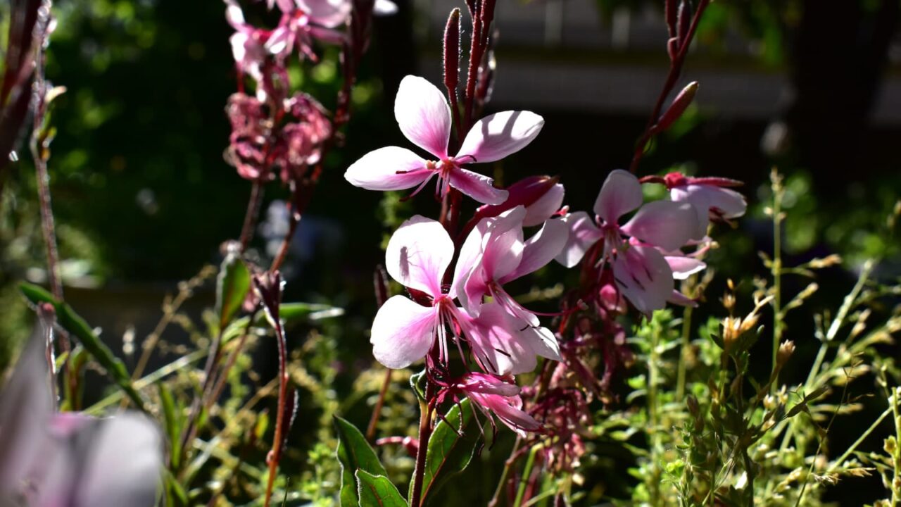 ガウラの花びらに虫の影202005