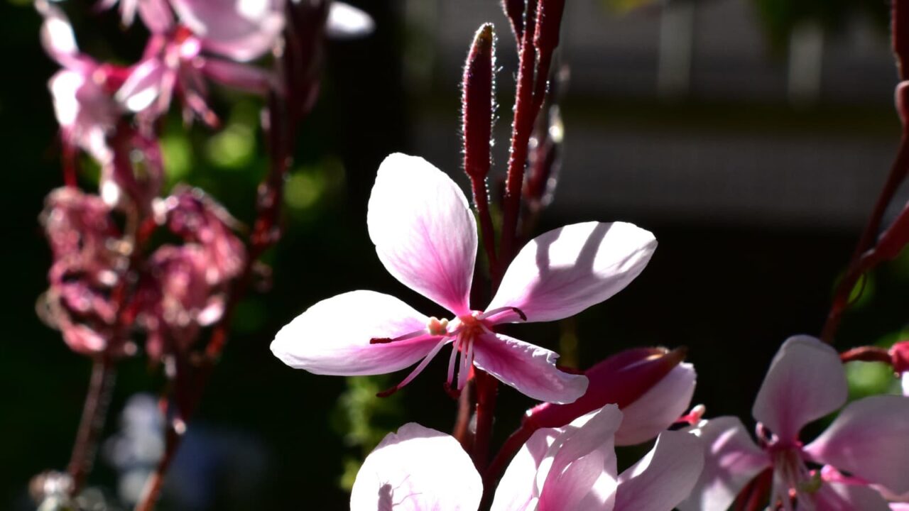 ガウラの花202005飛ぶ蝶