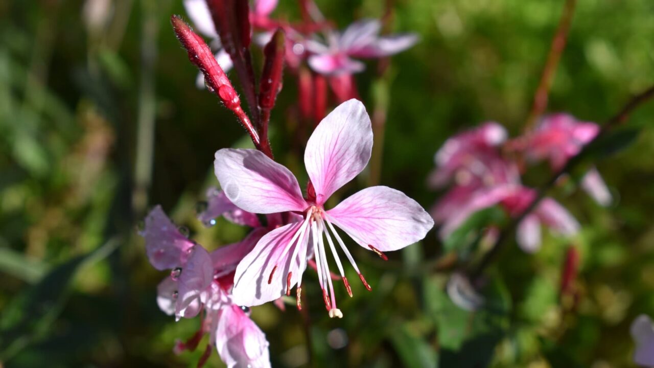 ガウラの花202005下に向かって飛ぶ蝶