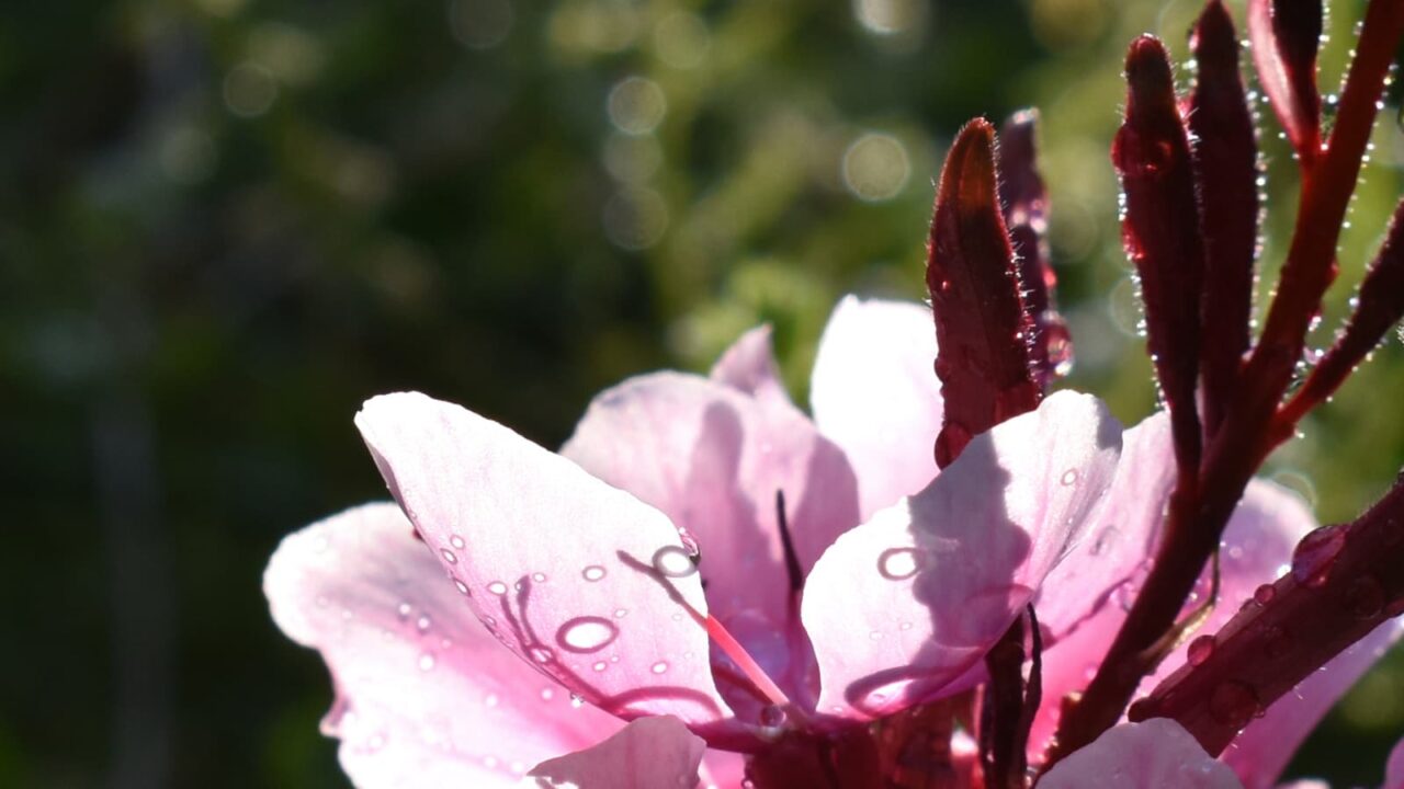 ガウラの花202005水玉がジャノメ蝶