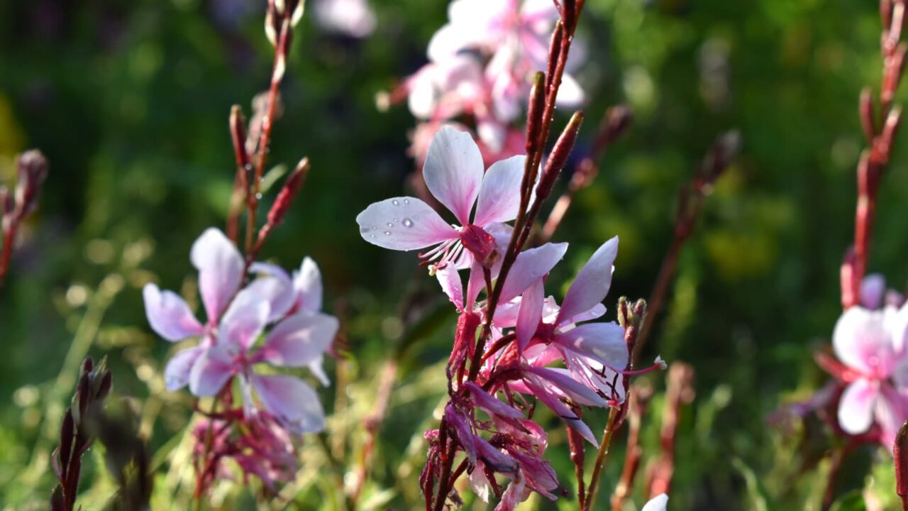 ガウラの花202005下向きに留まっている蝶