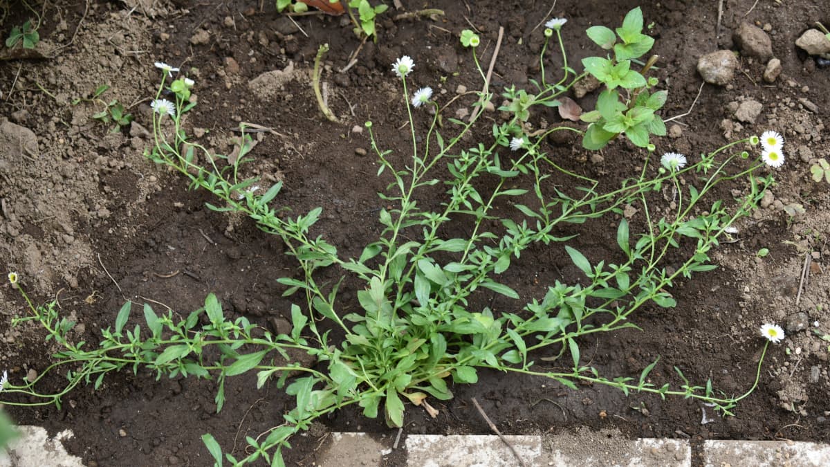 源平小菊初植え20200621