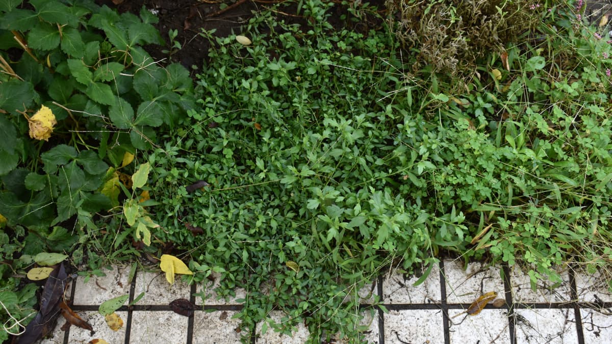 源平小菊広がる途中20201018