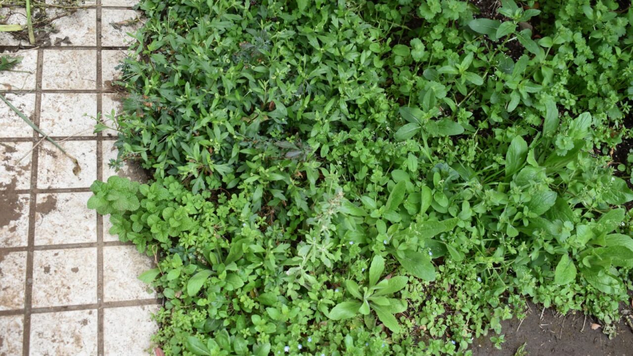 源平小菊広がる20210330