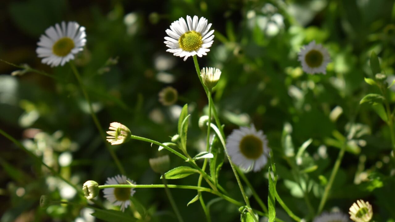 源平小菊20210415-1