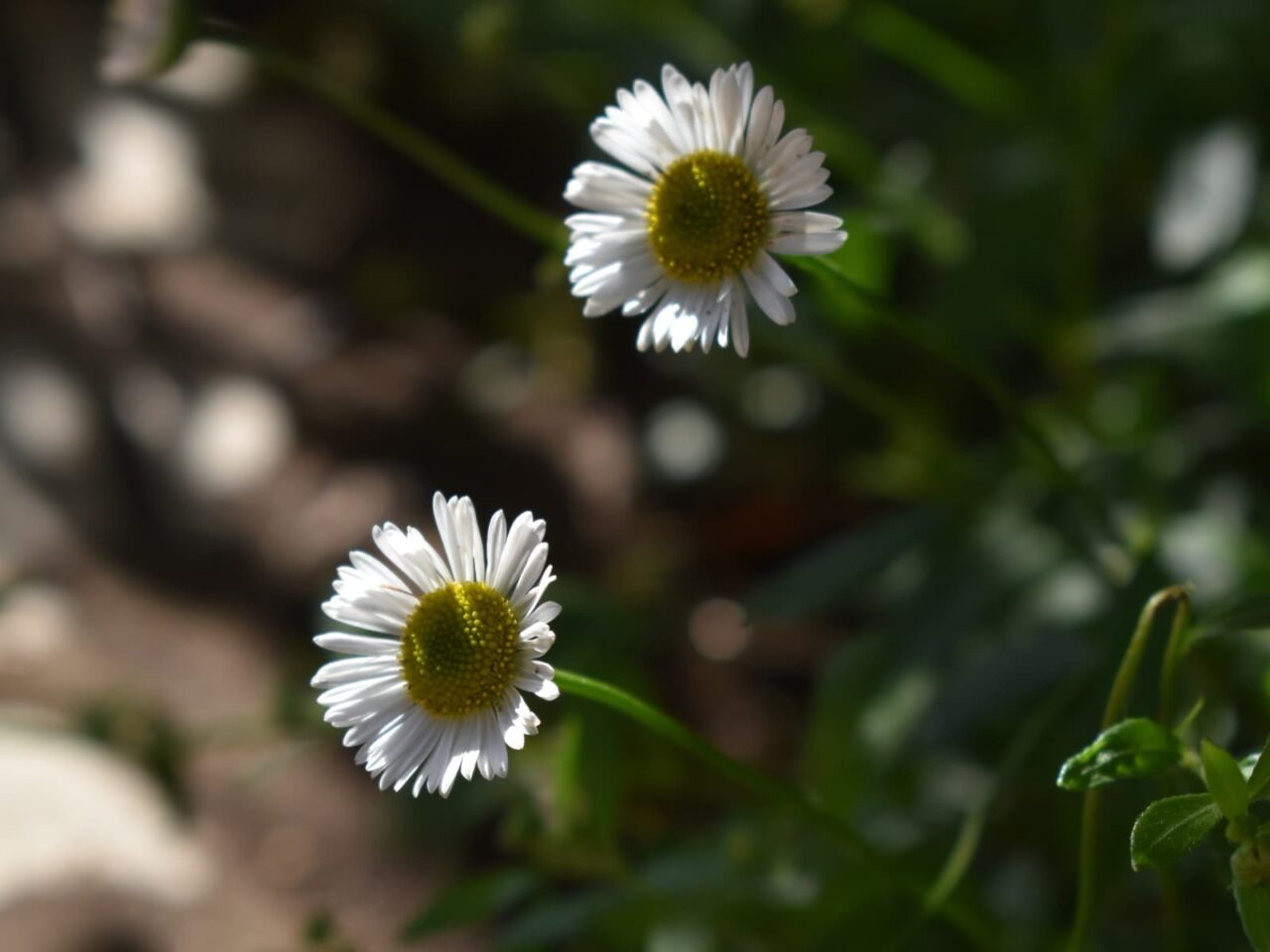 源平小菊２輪20210415-2