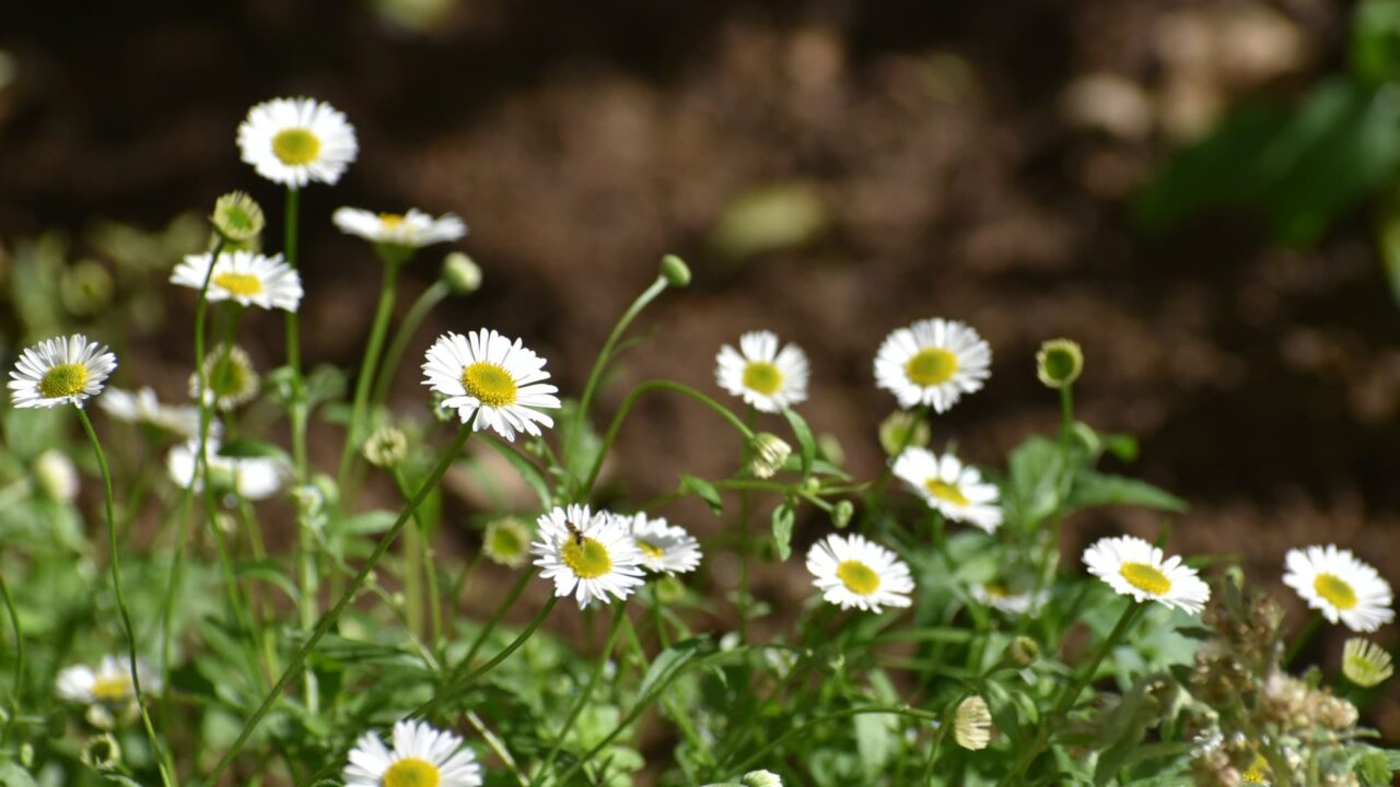源平小菊花盛り20210418
