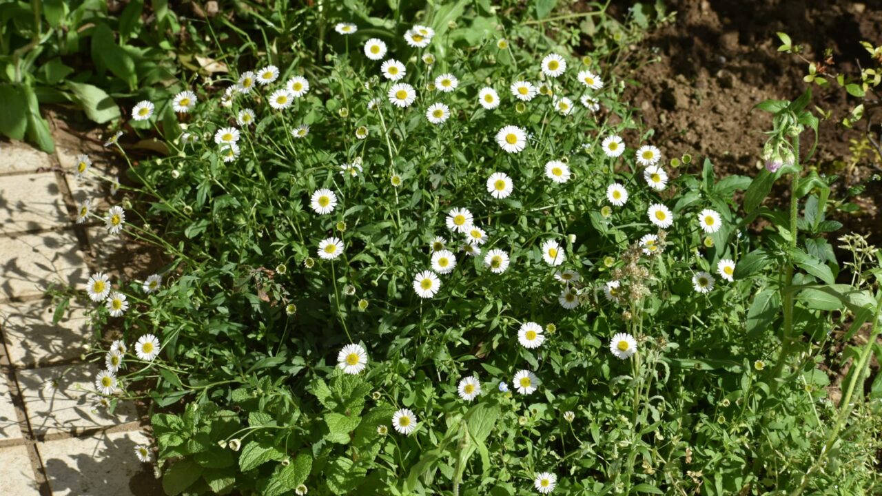 源平小菊花盛り20210419