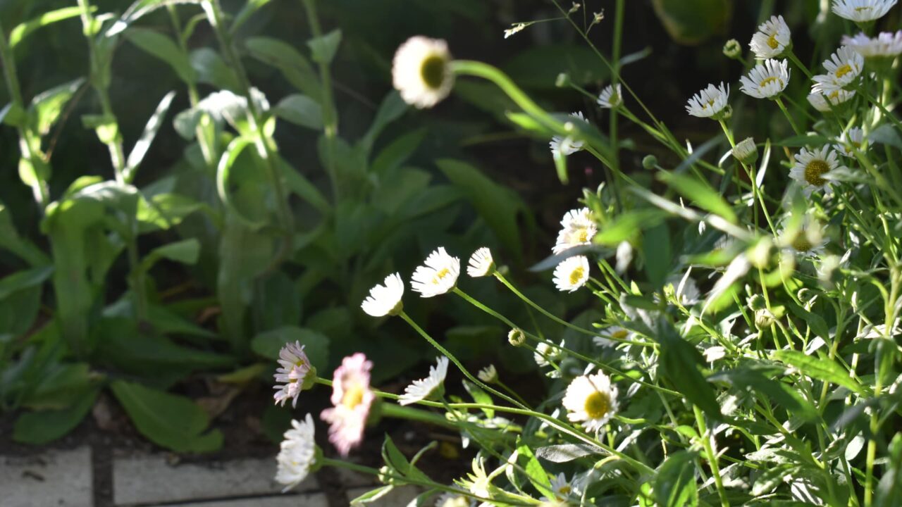 日に向かって首を伸ばす源平小菊20210426-1