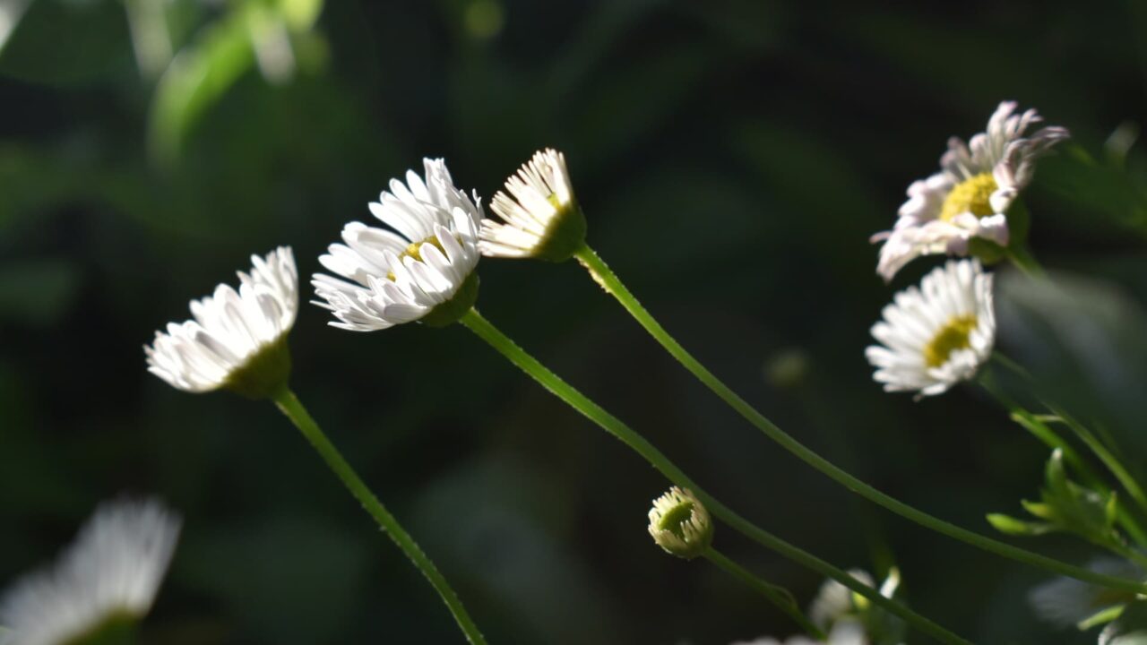 日に向かって首を伸ばす源平小菊20210426-2
