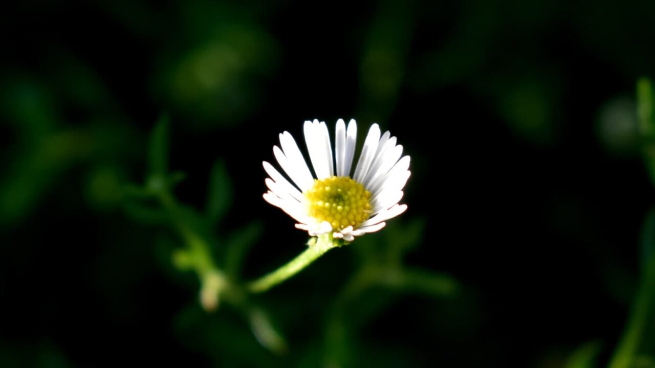 影に浮かぶ源平小菊の花カップ20210628
