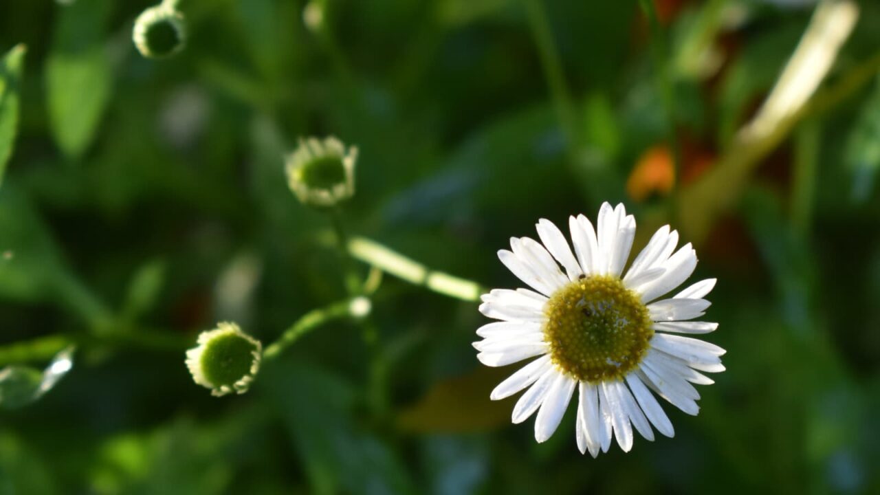 源平小菊の花（拡大）2022425