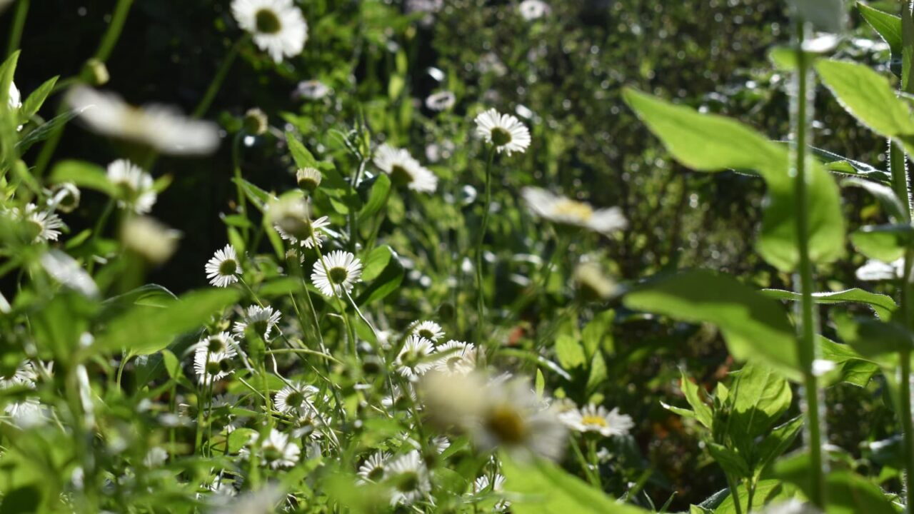 源平小菊花盛り2022504-3