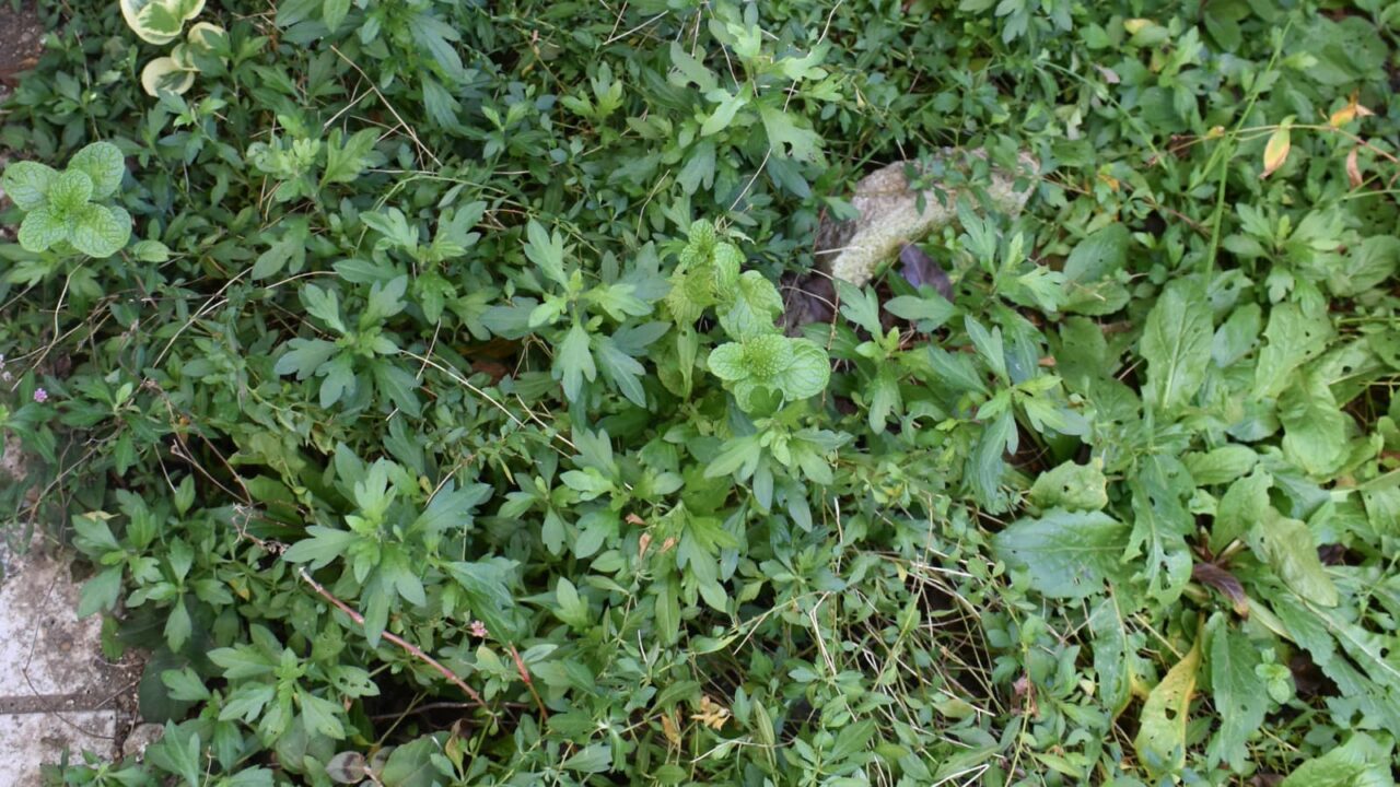 源平小菊20221204