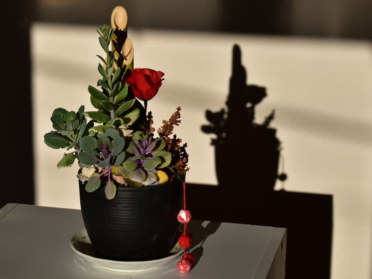 とうが立ってきた葉牡丹の正月飾りと影20210218-1